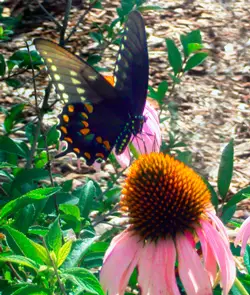 Process Of Butterfly