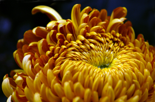 Chrysanthemum Flower Meaning chrysanthemum meanings symbolic meanings 