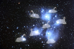 SamhainSevenSwansofPleiades Samhain and the Seven Swans of Virtue