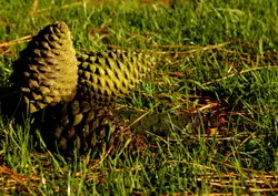 The Pinecone: A Symbol Of Illumination