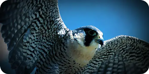 PeregrineFalconMeaning2