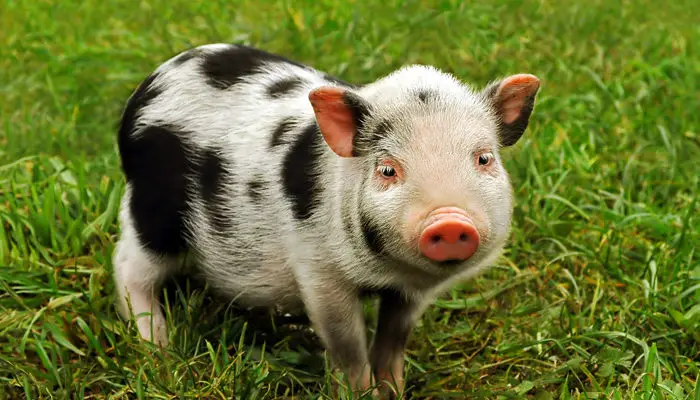 symbolic meaning of pigs
