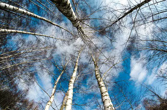 Birch Meaning