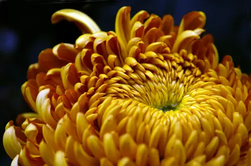 Chrysanthemum Meaning