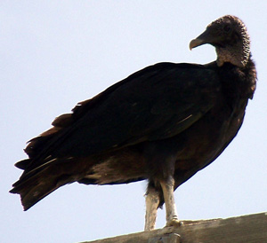 Vulture Meanings and Nonconformity