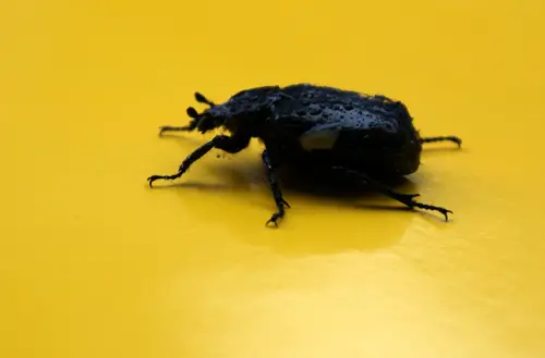Symbolic Meaning of Beetles