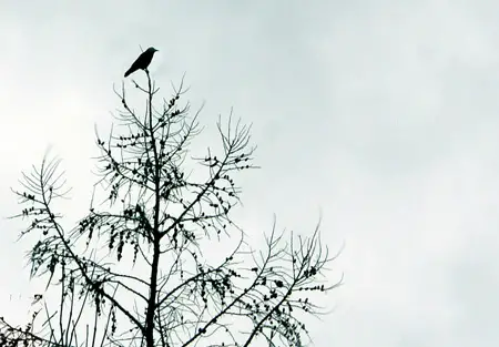 Crow Dream Interpretations