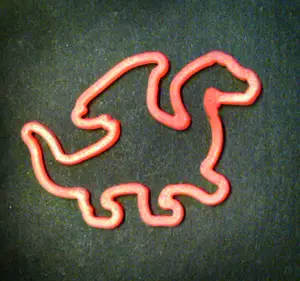 Silly Bands and Animal Totems