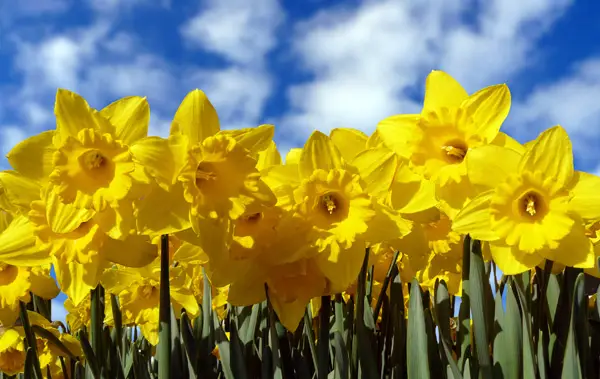 Today's holiday is St. David's day in Wales