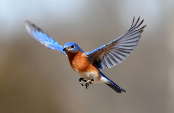 symbolic bluebird meaning