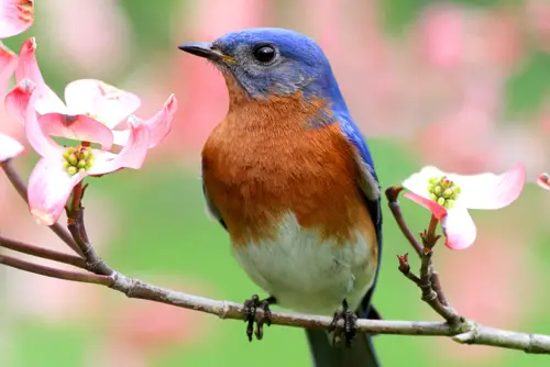 bluebird meanings