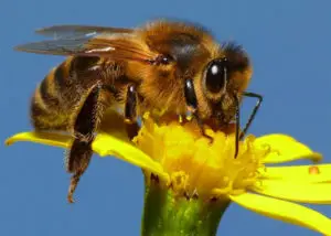 good luck bugs bee