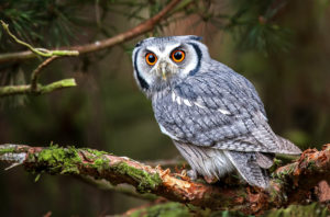 Owl meaning owl sign of death owl totem