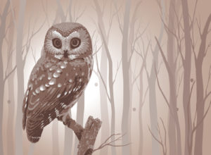 owl tattoo meaning owl meaning