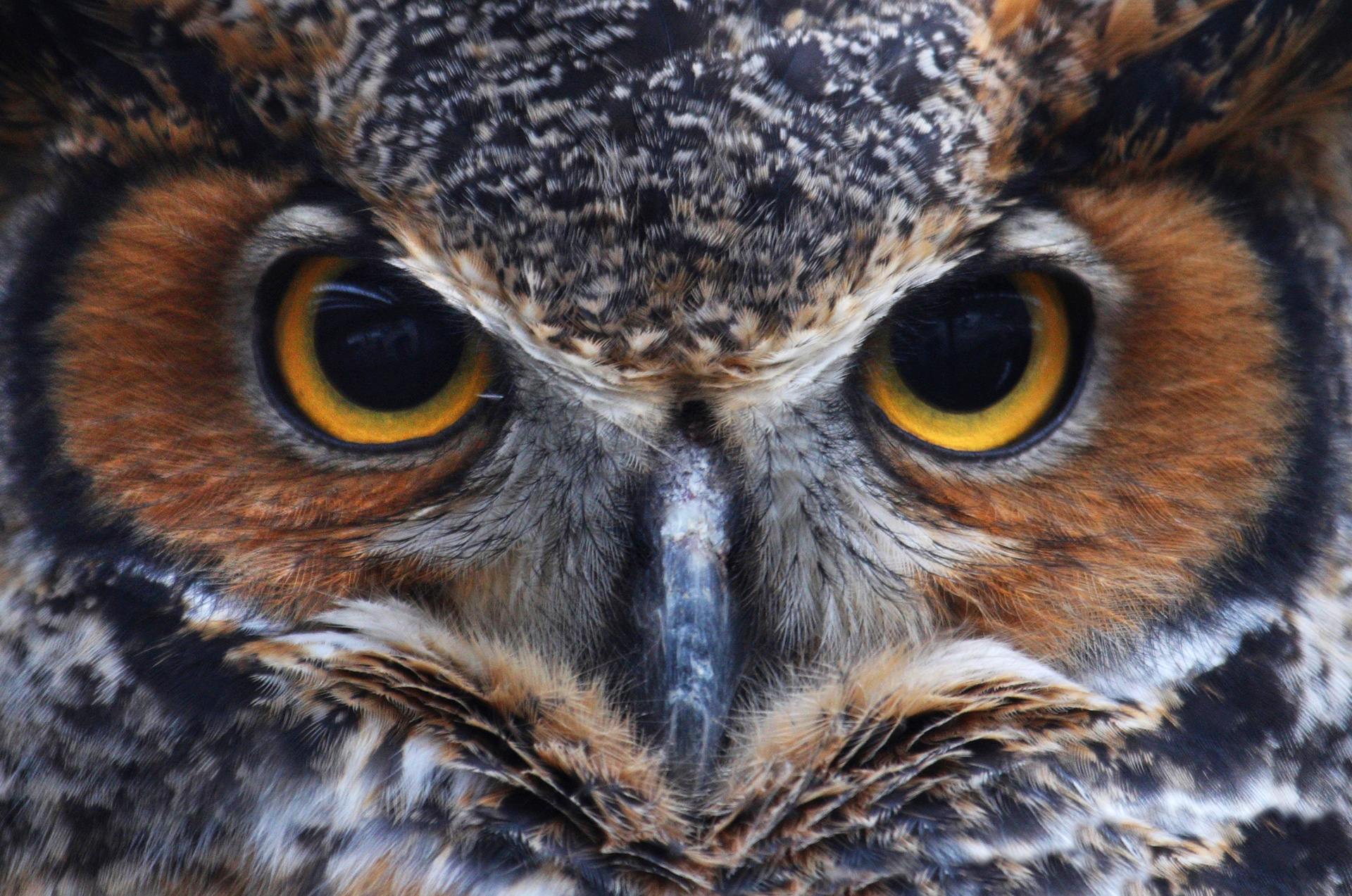 Wising Up To Owl Totem Talk The Blog For Whats Your Sign By Avia 