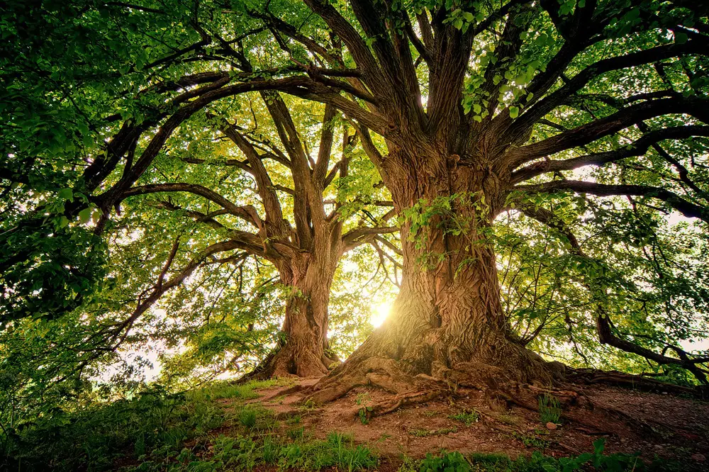 Tree wisdom tree worship