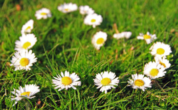 Daisy Flower Meanings Love Symbols