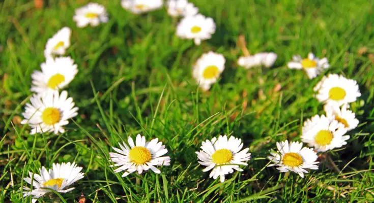Daisy Flower Meanings Love Symbols