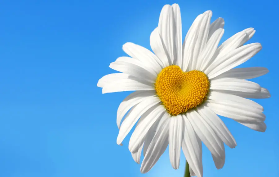 Daisy Flower Meanings Love Symbols