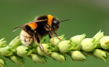 Bee totem messages