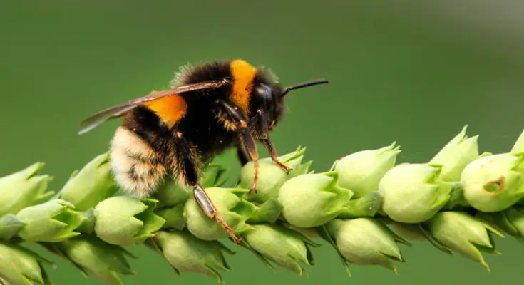 Bee totem messages