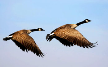 goose totem message