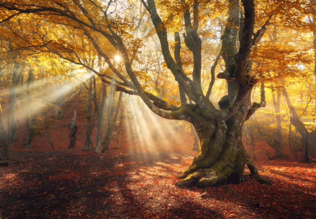 Autumn Meaning Mabon Meaningq