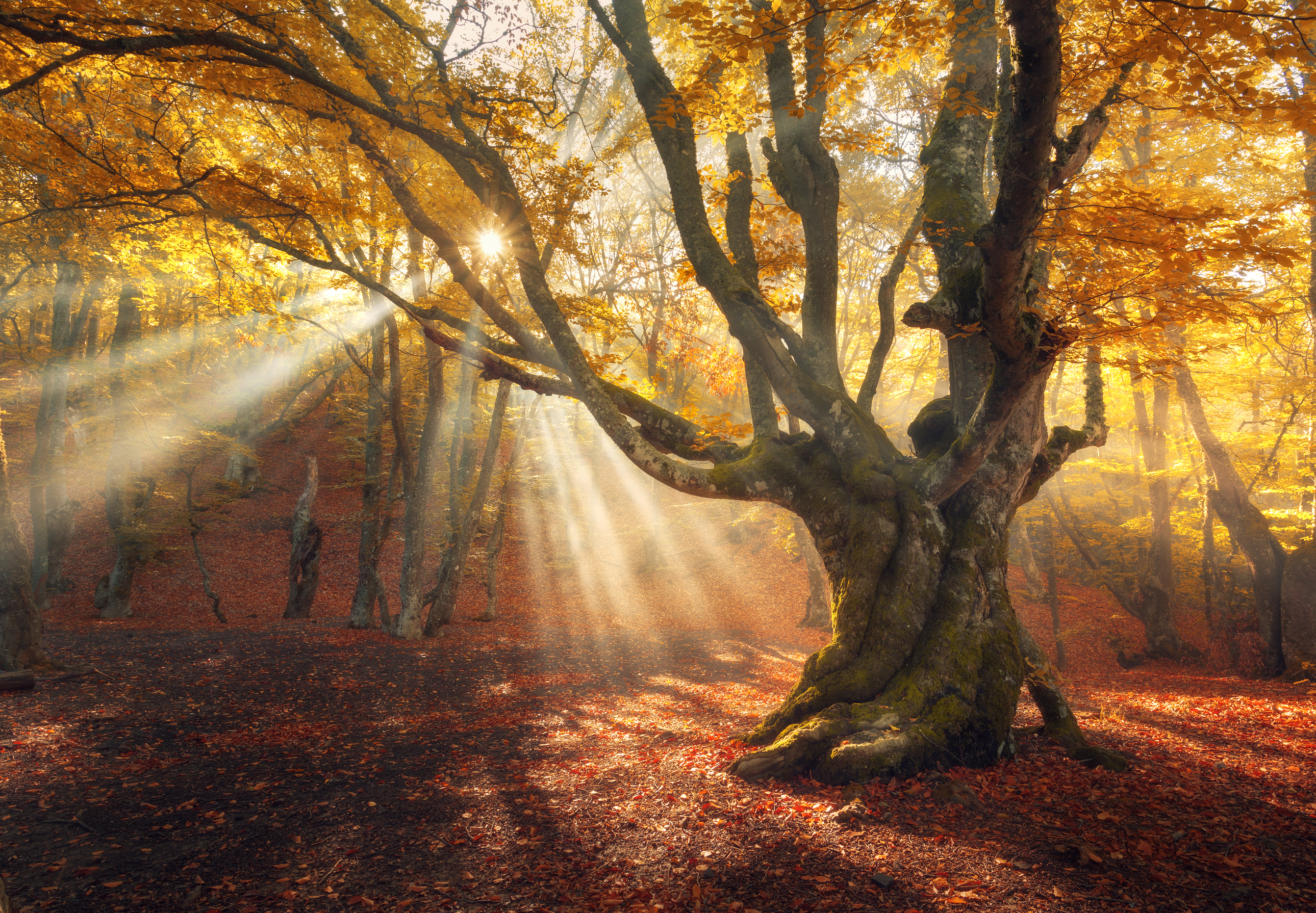 Autumn Meaning Mabon Meaning The Blog For Whats Your Sign By Avia Autumn Meaning Mabon Meaning The Blog For Whats Your Sign By Avia