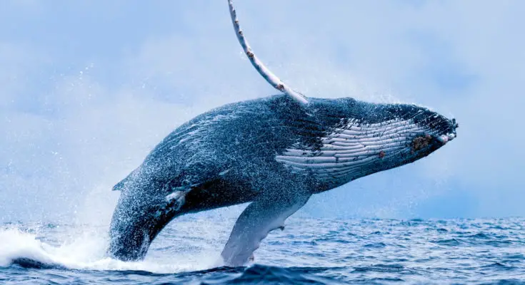 Whale Totem Meanings and Messages